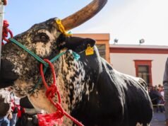 Realizan en El Pueblito tradicional bendición y paseo del buey