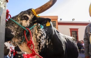 Realizan en El Pueblito tradicional bendición y paseo del buey