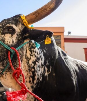 Realizan en El Pueblito tradicional bendición y paseo del buey