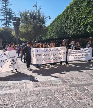 Denuncian veterinarios queretanos vulnerabilidad por dueños de mascotas