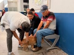 Llega Municipio de Querétaro Feria de Bienestar Animal a Cayetano Rubio