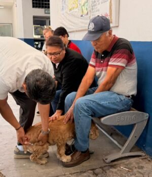 Llega Municipio de Querétaro Feria de Bienestar Animal a Cayetano Rubio
