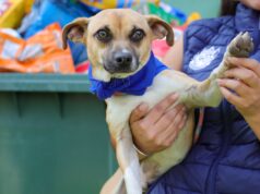 IMCA Corregidora incrementa las adopciones responsables de animales