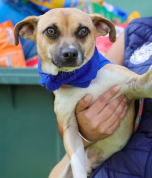 IMCA Corregidora incrementa las adopciones responsables de animales