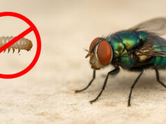 Se erradicará de Querétaro al gusano barrenador de 5 a 6 años