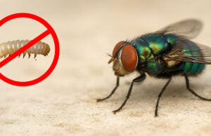 Se erradicará de Querétaro al gusano barrenador de 5 a 6 años