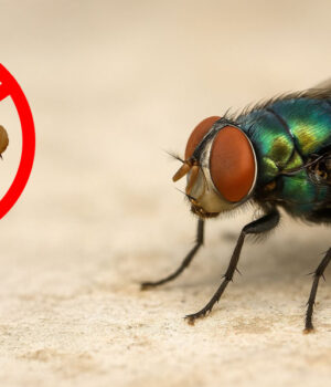 Se erradicará de Querétaro al gusano barrenador de 5 a 6 años