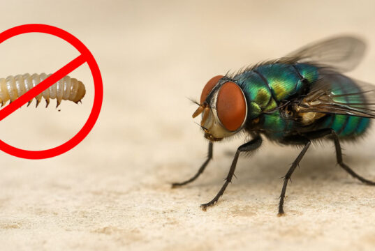 Se erradicará de Querétaro al gusano barrenador de 5 a 6 años