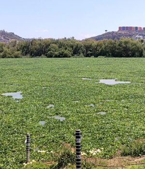Piden vecinos acelerar limpieza de lirio en bordo Benito Juárez ante problemáticas de malos olores y mosquitos