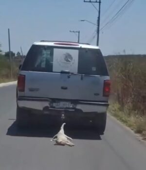 Afirma Felifer que no permitirán violencia contra animales en la capital