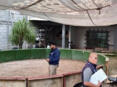 Clausura Municipio de Querétaro palenque clandestino en El Salitre