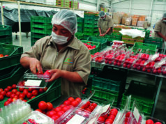 Afirma Secretaría de Agricultura que regresa el jitomate a precio justo para beneficio de las familias mexicanas