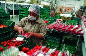 Afirma Secretaría de Agricultura que regresa el jitomate a precio justo para beneficio de las familias mexicanas