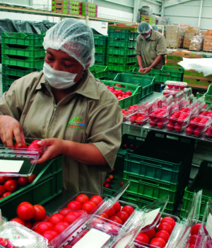 Afirma Secretaría de Agricultura que regresa el jitomate a precio justo para beneficio de las familias mexicanas