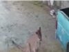 Activan protocolo de seguridad por avistamiento de puma en Puerto Hondo