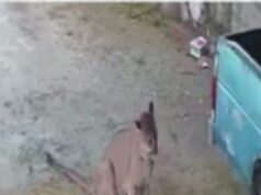 Activan protocolo de seguridad por avistamiento de puma en Puerto Hondo
