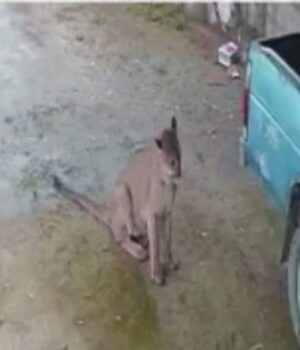 Activan protocolo de seguridad por avistamiento de puma en Puerto Hondo
