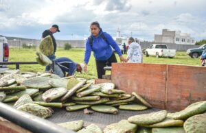Corregidora fortalece el campo con entrega de plantas de nopal Copena a productores