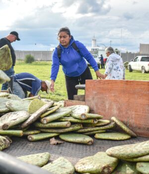 Corregidora fortalece el campo con entrega de plantas de nopal Copena a productores