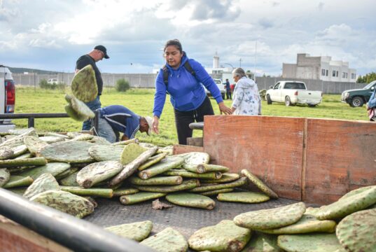 Corregidora fortalece el campo con entrega de plantas de nopal Copena a productores
