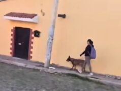 Van más de 50 casos de violencia animal sancionados en la capital