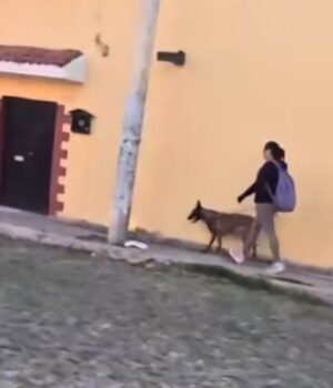 Van más de 50 casos de violencia animal sancionados en la capital