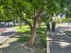 Afecta placa de muérdaco a 70% de árboles de la Alameda Hidalgo