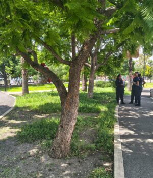 Afecta placa de muérdaco a 70% de árboles de la Alameda Hidalgo