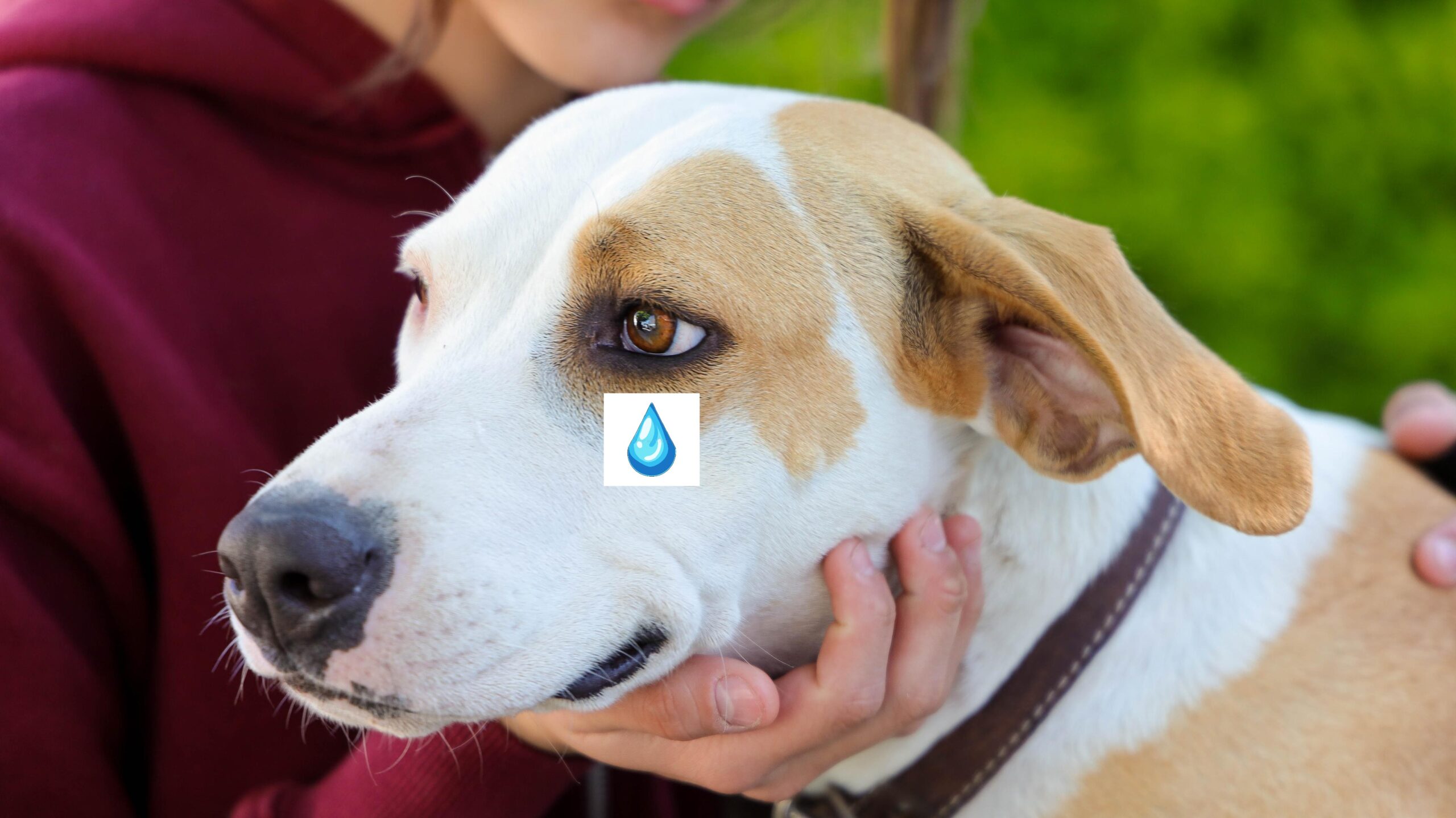 perrito llorando