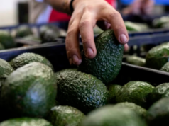 La reapertura parcial del aguacate en Michoacán: Radiografía de su impacto económico, logístico y de seguridad para Querétaro