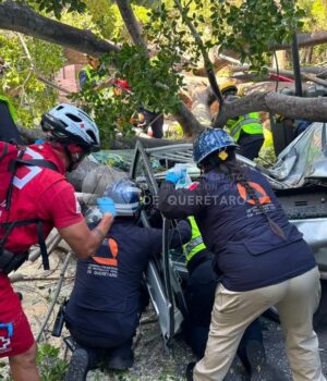Confirma Protección civil fallecimiento de una persona por caída de árbol de la Alameda Hidalgo