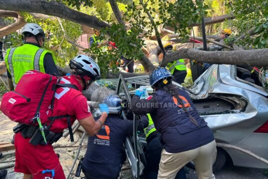 Confirma Protección civil fallecimiento de una persona por caída de árbol de la Alameda Hidalgo