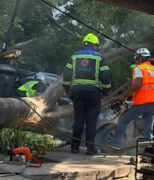 Atienden más de 500 reportes por caída de árboles durante temporada de lluvias