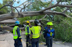 Afirma Felifer que habrá apoyo para familia de conductor fallecido por caída de árbol