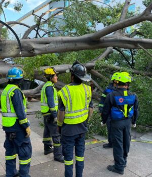Afirma Felifer que habrá apoyo para familia de conductor fallecido por caída de árbol