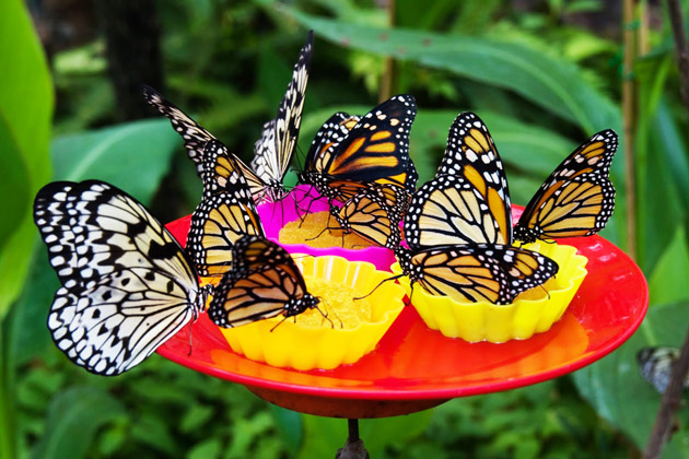mariposario